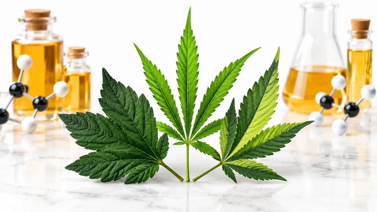 Indica Sativa Hybrid: Mythen und Fakten - MYGREEN